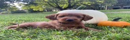 Miniature Labradoodle dogs for sale: Georgia-mini red F1b - Ad 10