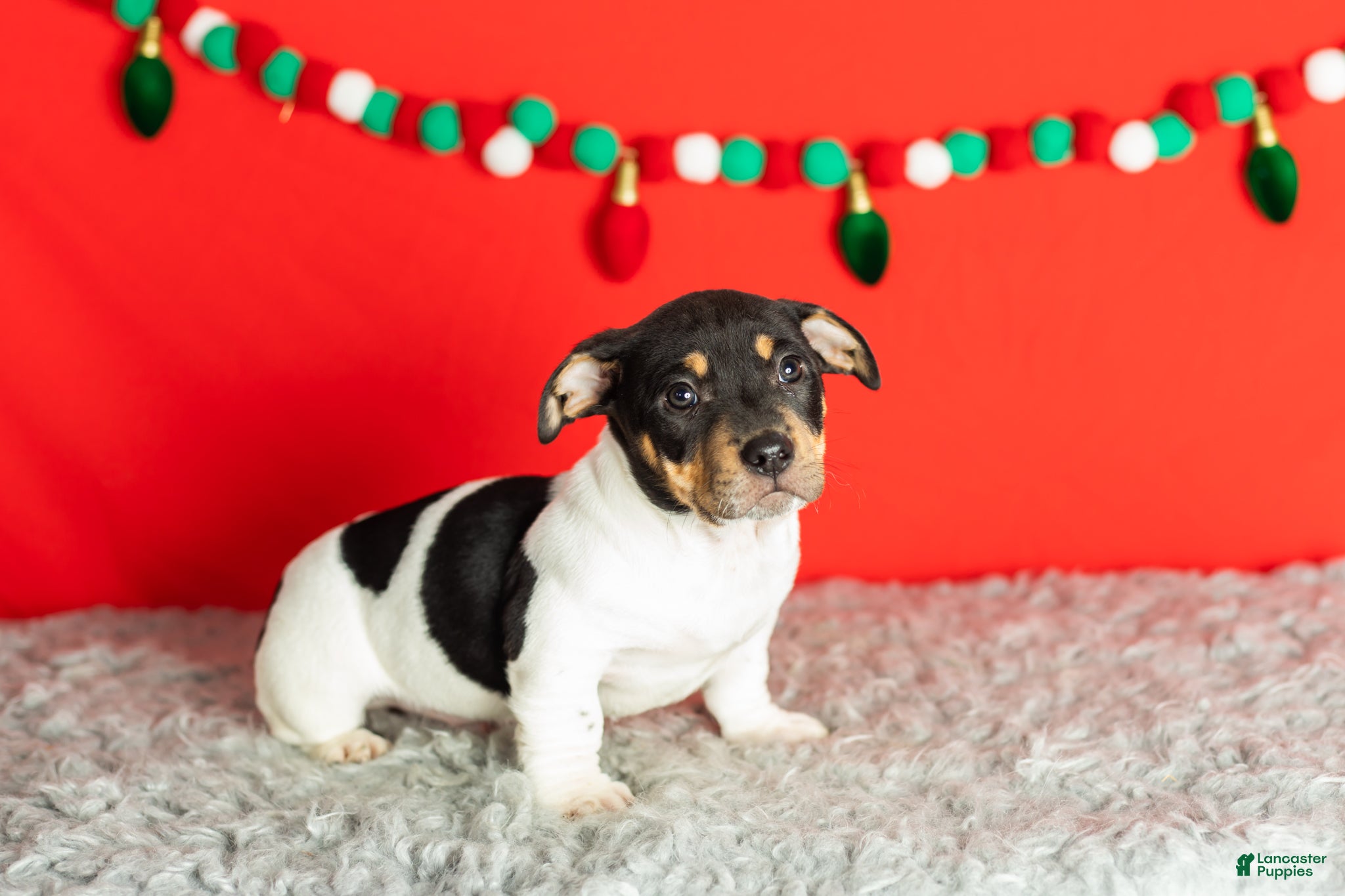 Mixed Breed dogs Otis - Ad 22