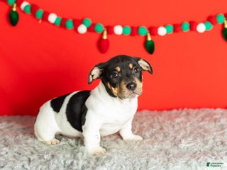 Mixed Breed dogs Otis - Ad 7