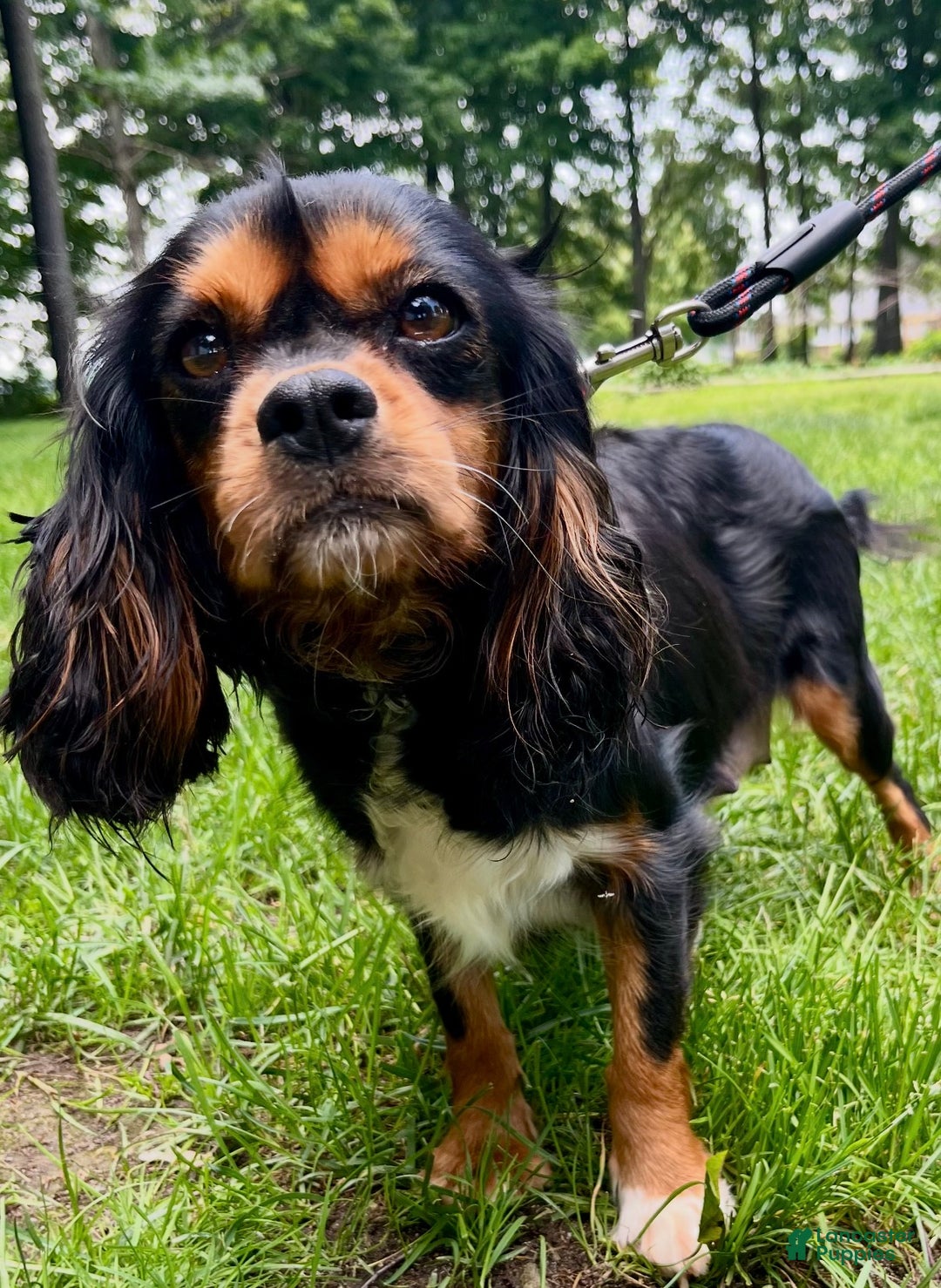 Cavapoo dogs for sale: Frosty - Ad 6