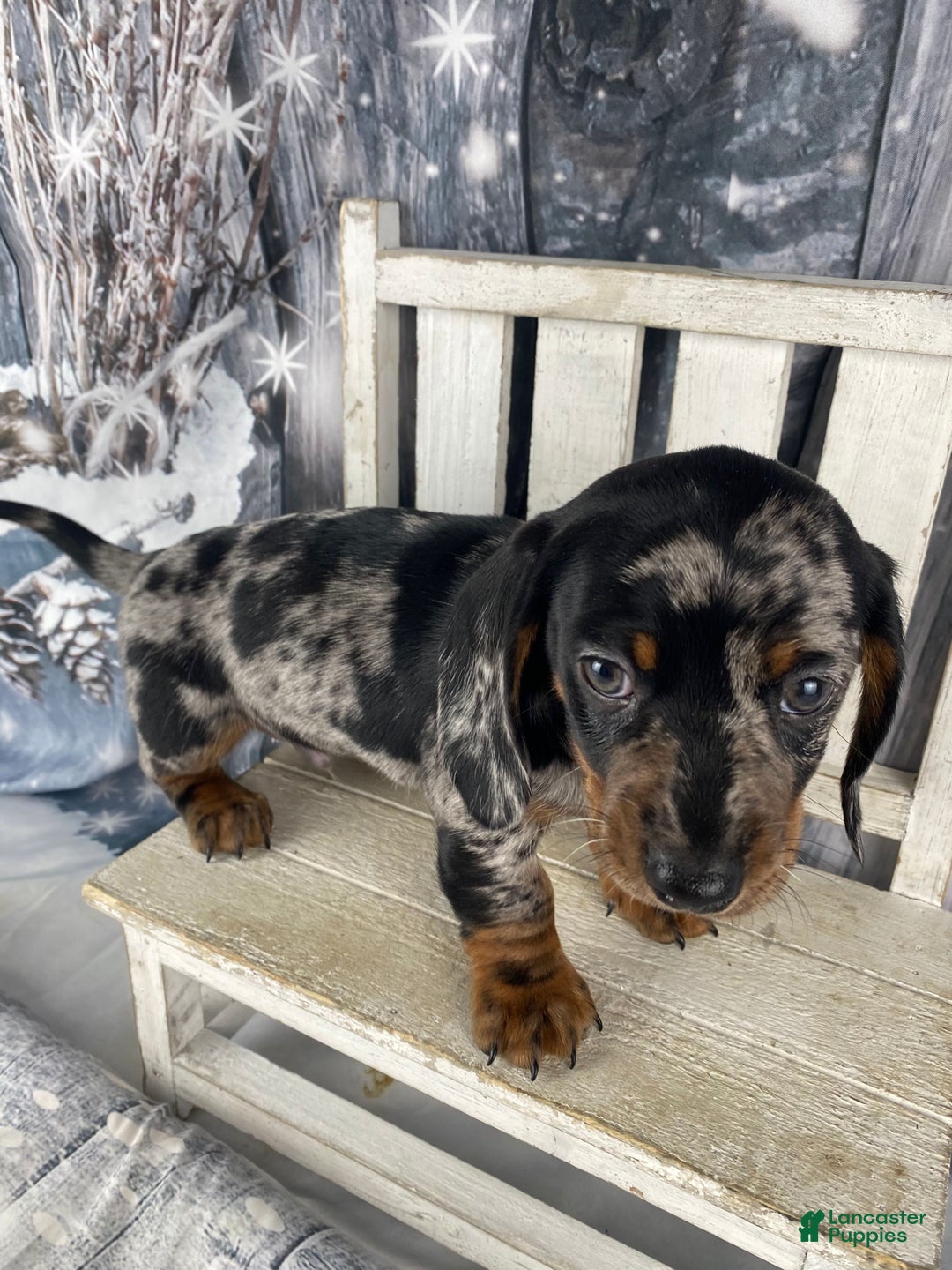 Miniature Dachshund dogs for sale: Clyde - Ad 6