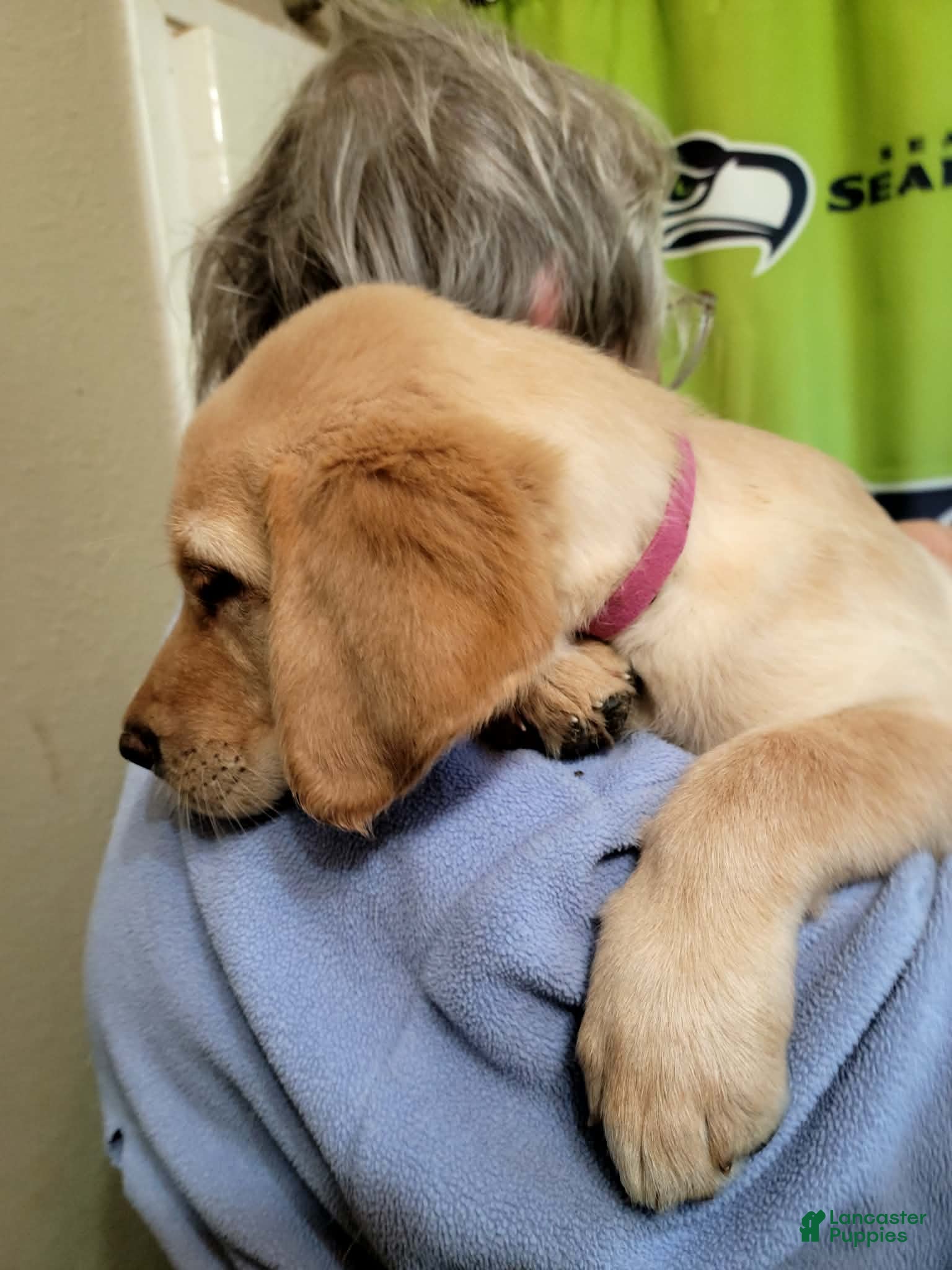 Labrador Retriever dogs for sale: Labrador Retriever 3 - Ad 4