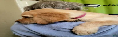 Labrador Retriever 3