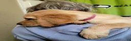 Labrador Retriever dogs for sale: Labrador Retriever 3 - Ad 1