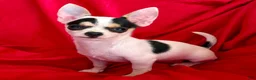 Chihuahua dogs for sale: Spicy - Ad 7