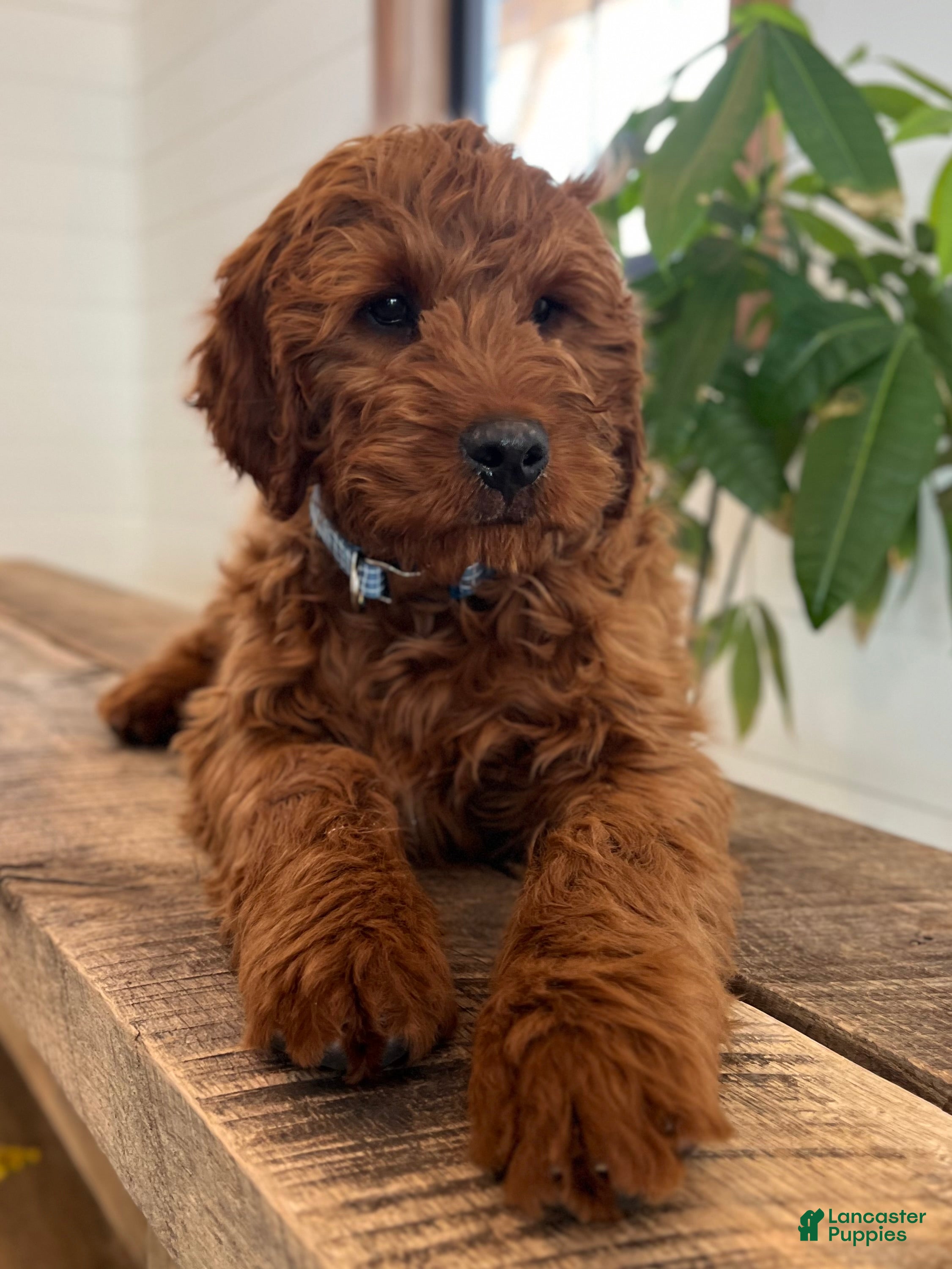 Irish Doodle dogs for sale: Copper - Ad 1