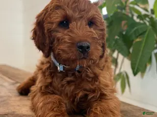 Irish Doodle dogs Copper - Ad 4