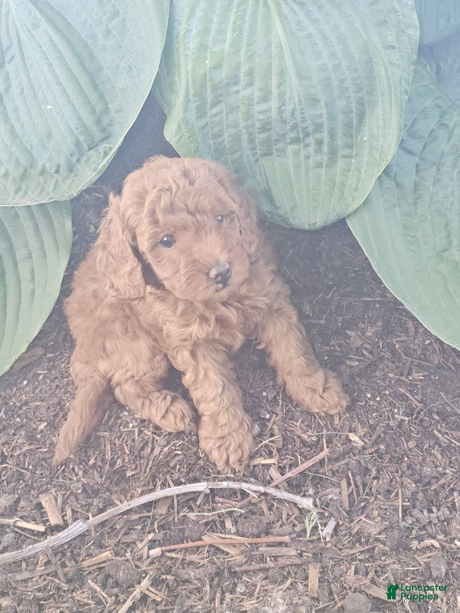 Toy Poodle dogs 🐶🐾Chloe- AKC POTTY and Crate TRAINING - Ad 1