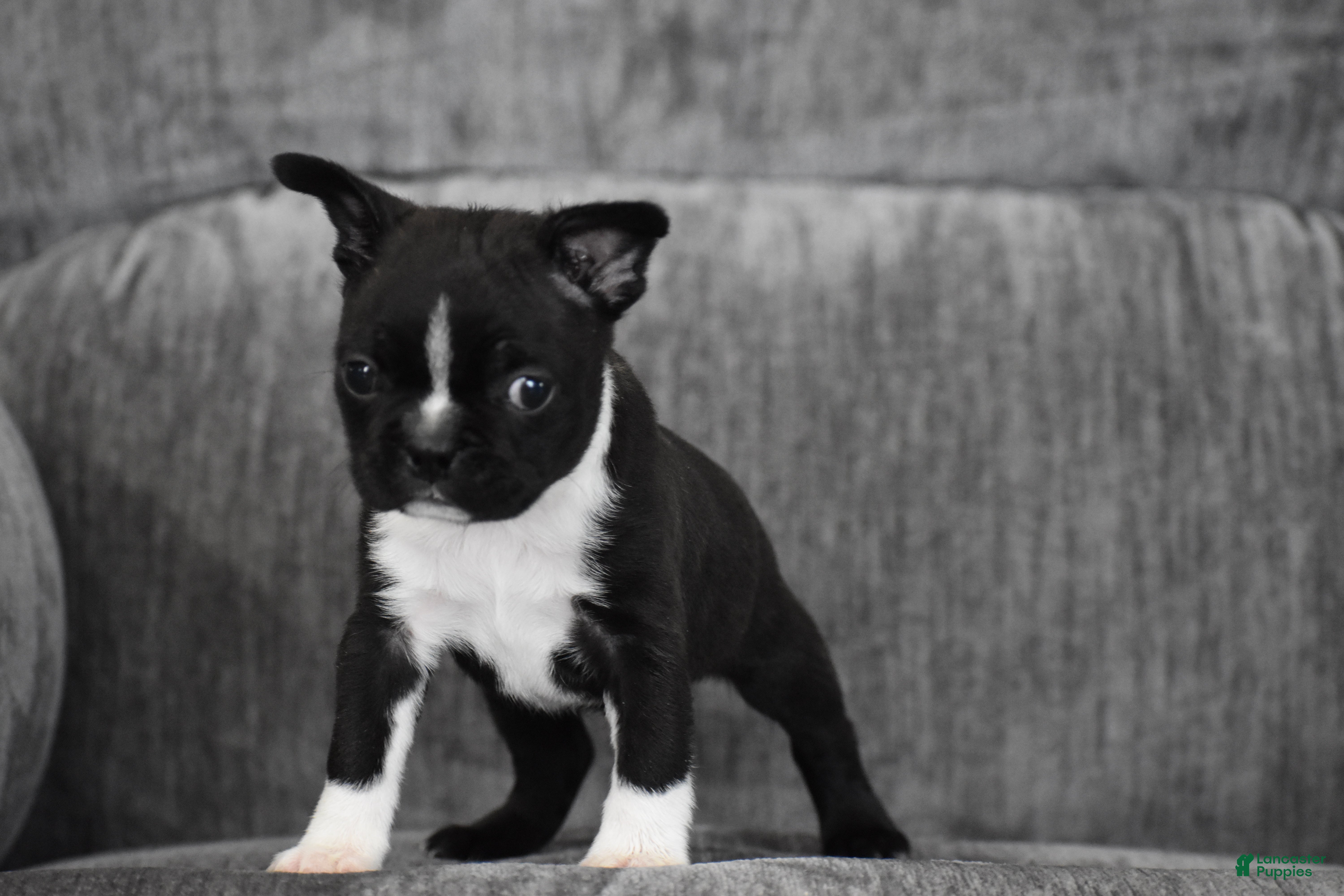 Boston Terrier dogs Joker - Ad 2