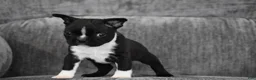 Boston Terrier dogs for sale: Joker - Ad 2