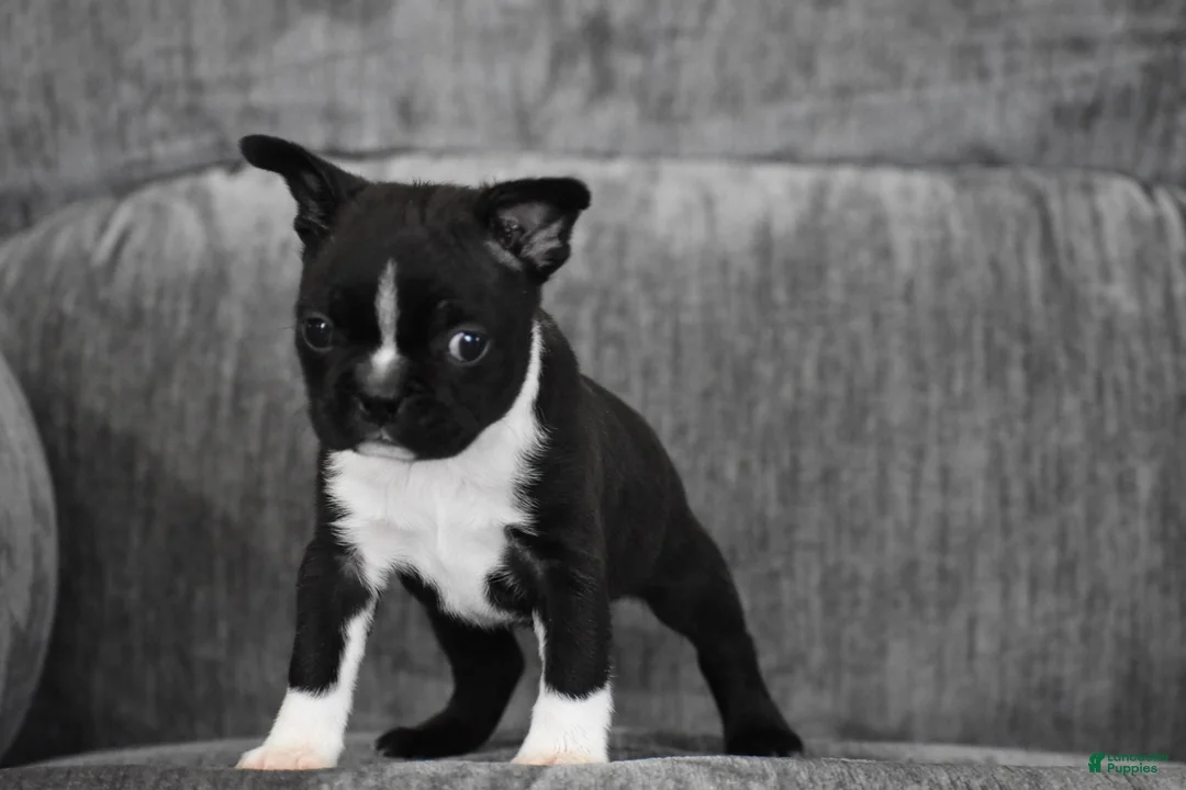 Boston Terrier dogs for sale: Joker - Ad 2