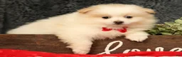 Pomeranian dogs for sale: Chief - Ad 8