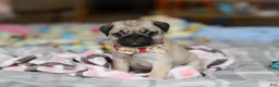 Pug dogs for sale: Penny  - Ad 6