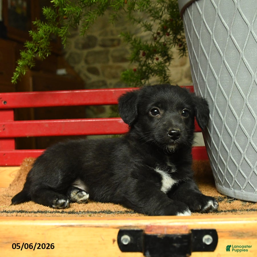 Corgipoo dogs Falcon - Ad 2