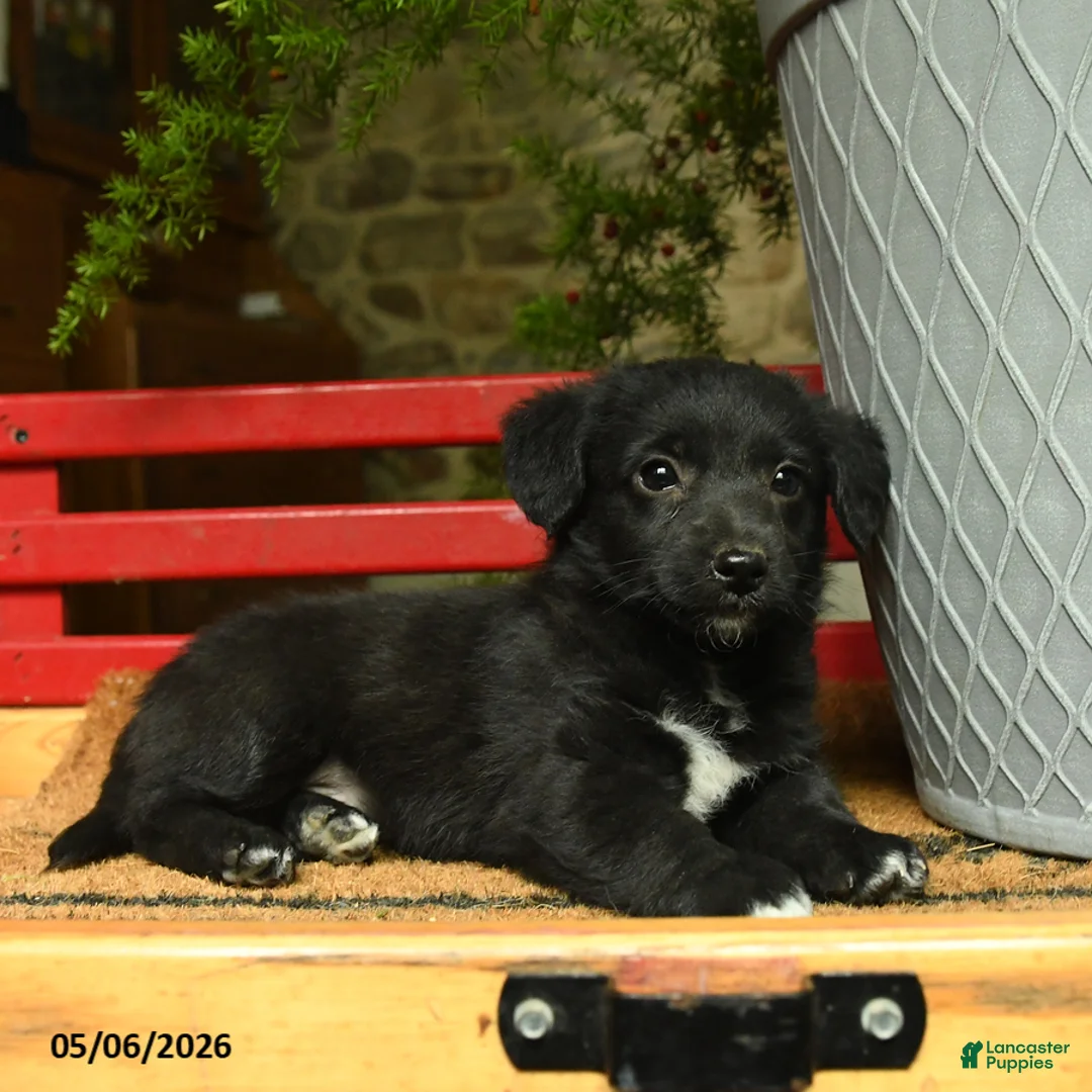 Corgipoo dogs for sale: Falcon - Ad 2