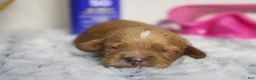 Cockapoo dogs for sale: Maddie - Ad 2