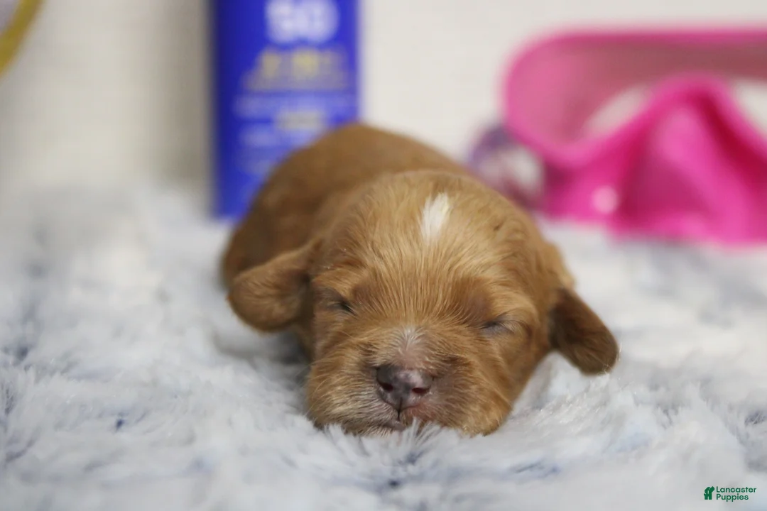 Cockapoo dogs for sale: Maddie - Ad 2