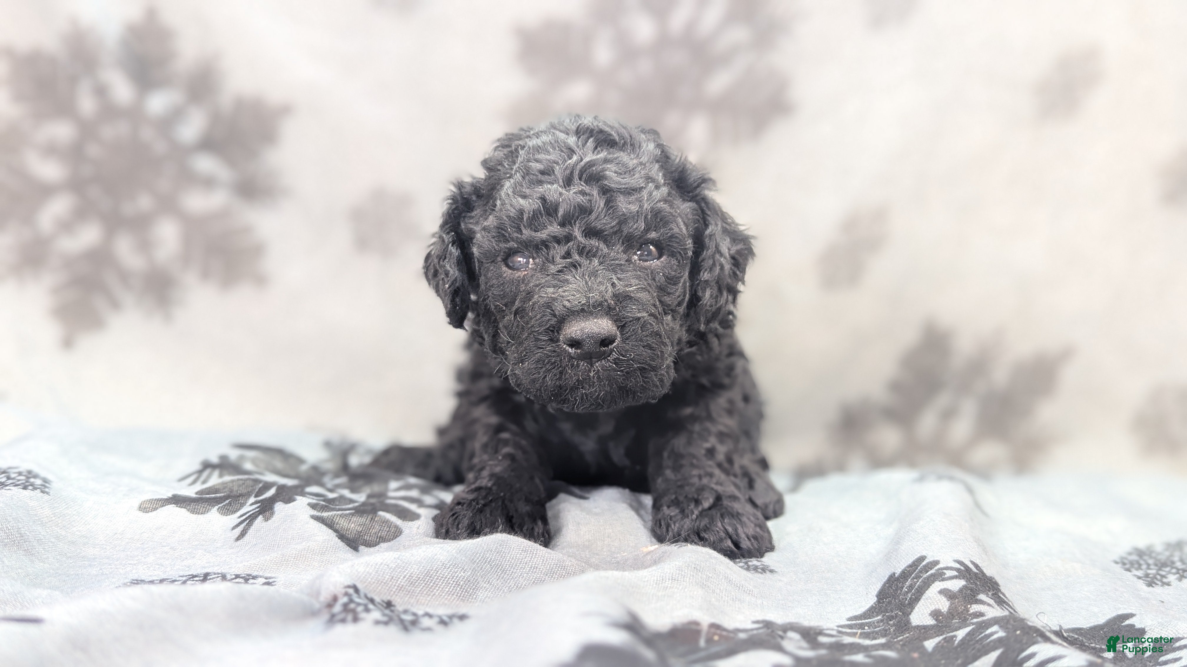 Cockapoo dogs Somber - Ad 4