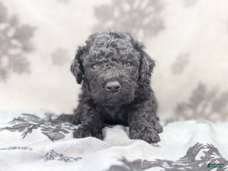 Cockapoo dogs Somber - Ad 40