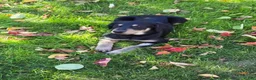 Labradoodle dogs for sale: OCEAN - Ad 4