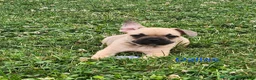 French Bulldog dogs for sale: Dallas - Ad 1