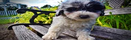 Havapoo dogs for sale: Bluebelle - Ad 6