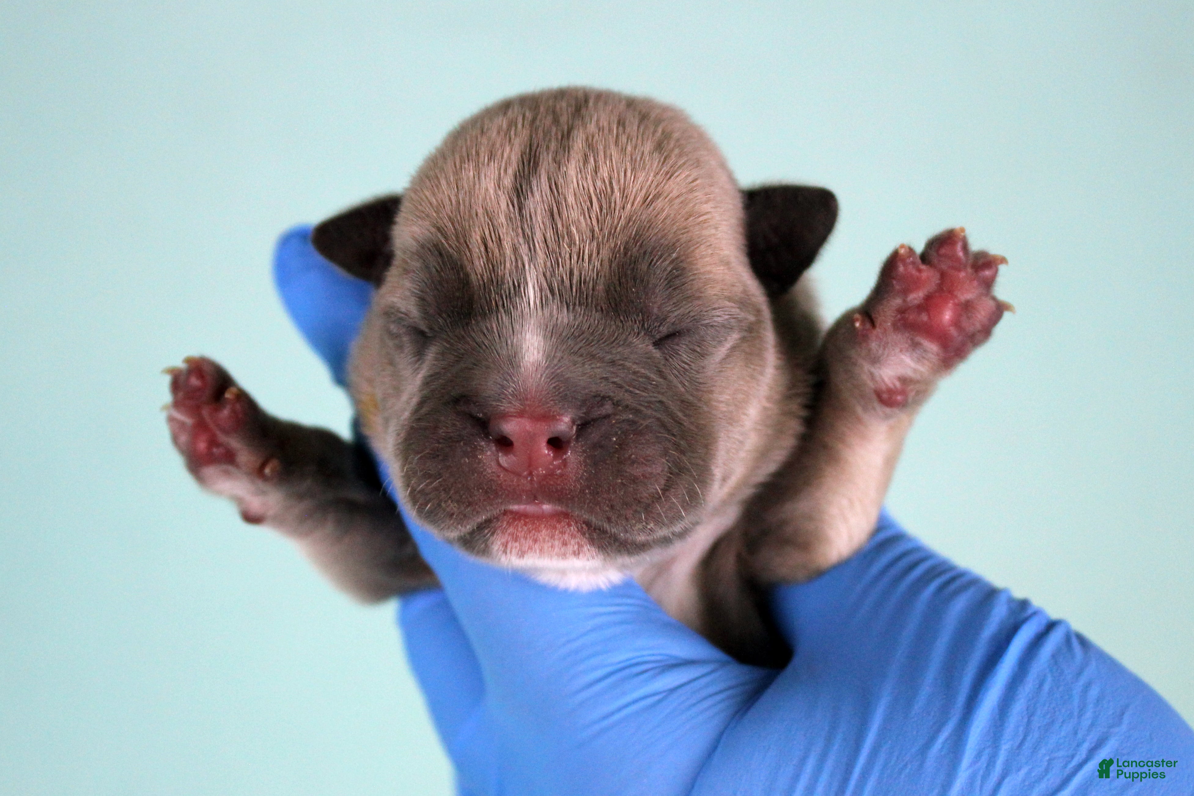 American Bully dogs Fawn male - Ad 34