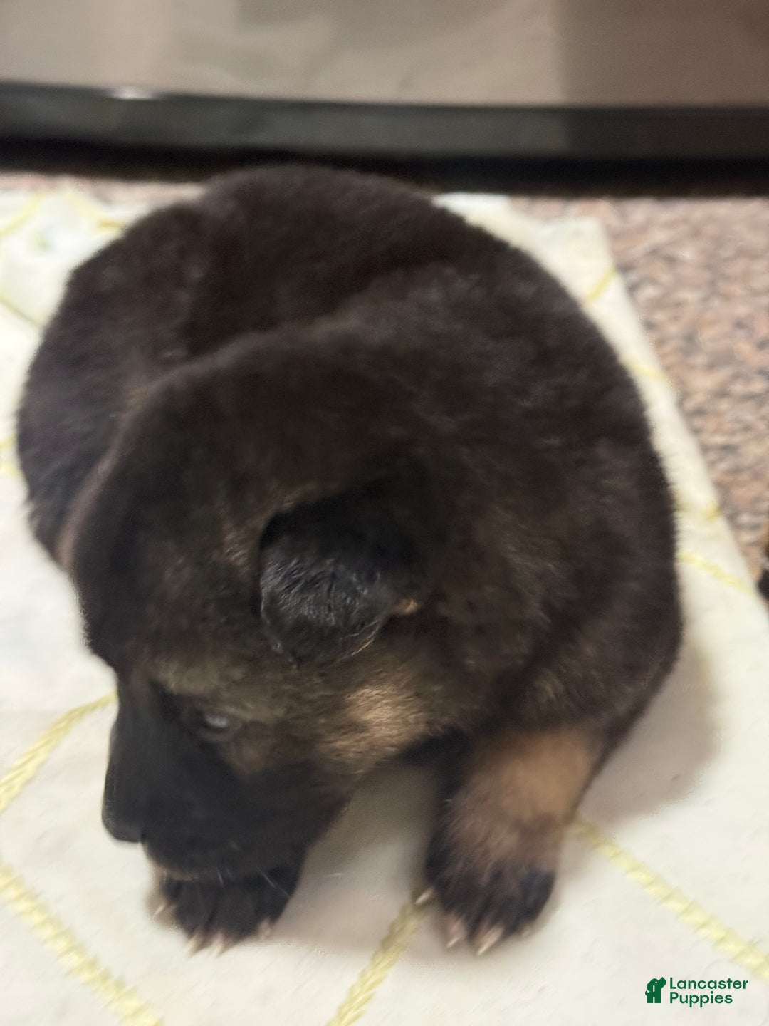 Gerberian Shepsky dogs for sale: Gerberian Shepsky Puppy 1 - Ad 17