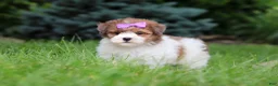 Havapoo dogs for sale: Addie - Ad 8