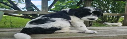 Bordoodle dogs for sale: Mable - Ad 8