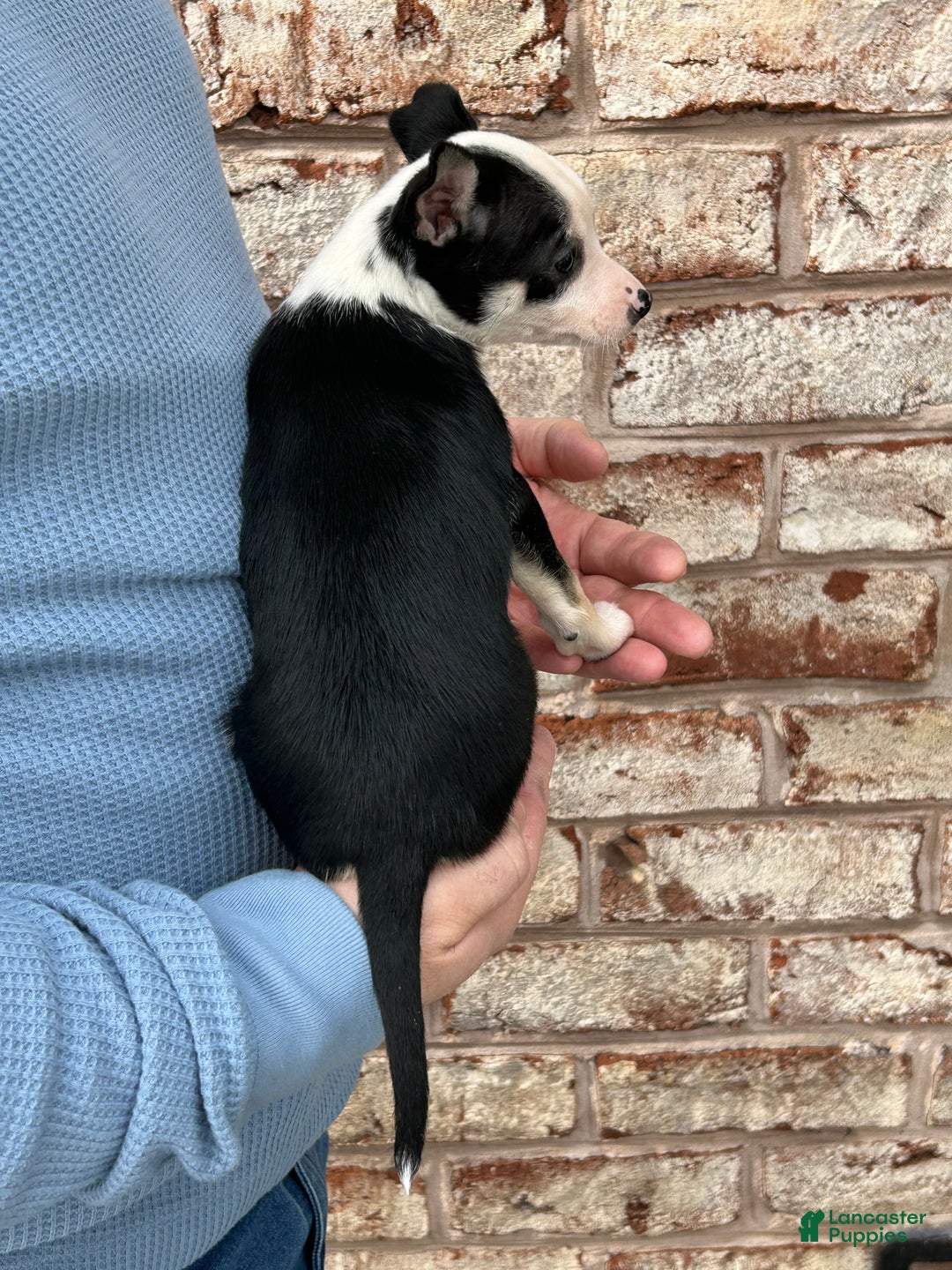 Chihuahua dogs for sale: Clover - Ad 3