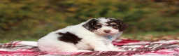 Miniature Poodle dogs for sale: Judd (AKC) - Ad 3