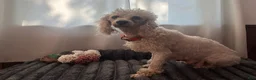Miniature Poodle dogs for sale: Tippy - Ad 4
