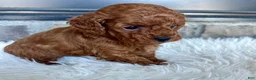 Toy Poodle dogs for sale: Jade - Ad 3