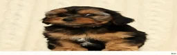 Yorkiepoo dogs for sale: Caleb - Ad 7
