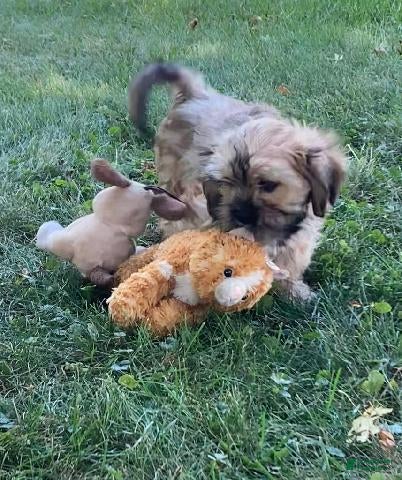 Mixed Breed dogs Wynn - Ad 2