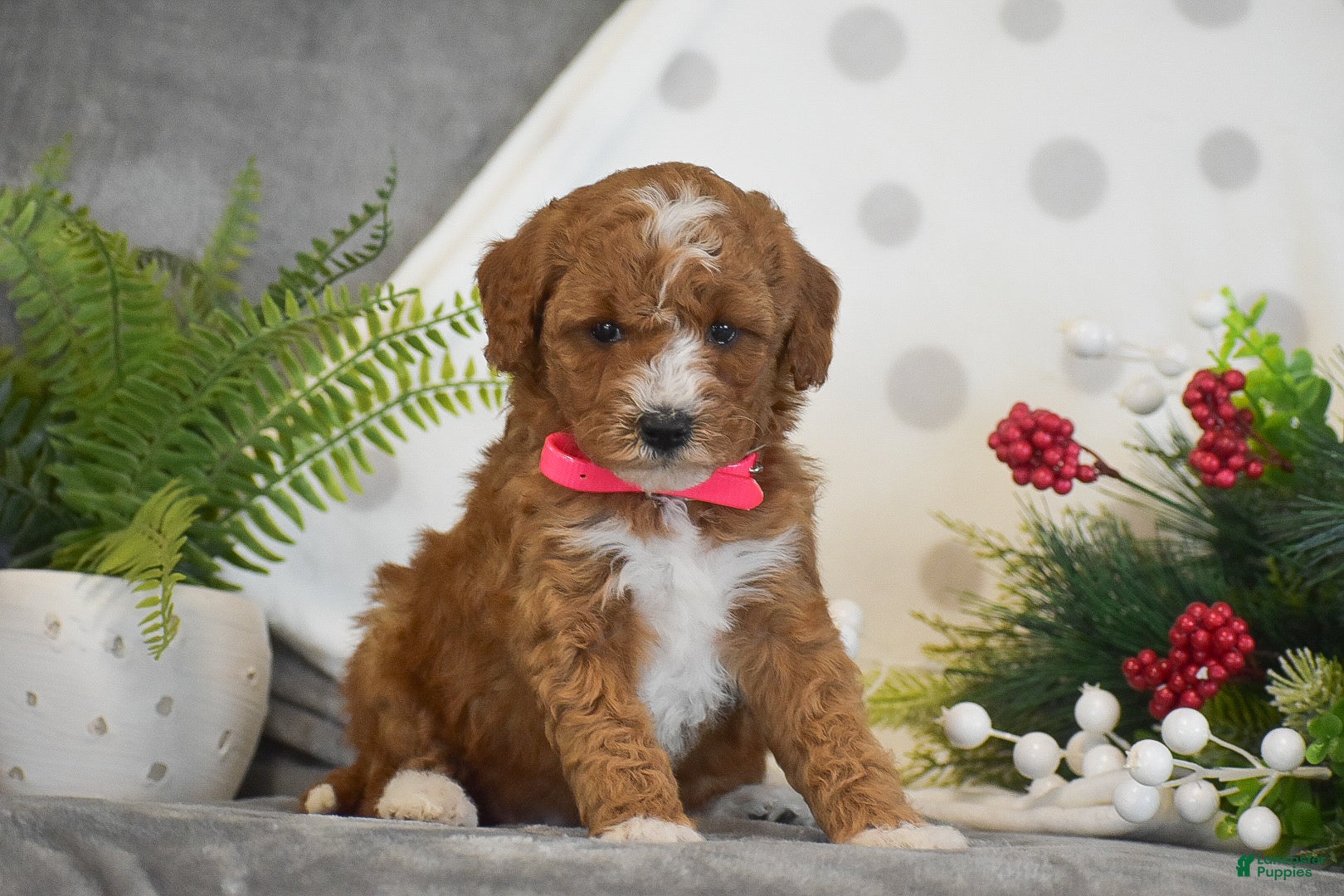 Mini Goldendoodle dogs Rosie - Ad 35