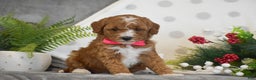 Mini Goldendoodle dogs for sale: Rosie - Ad 1