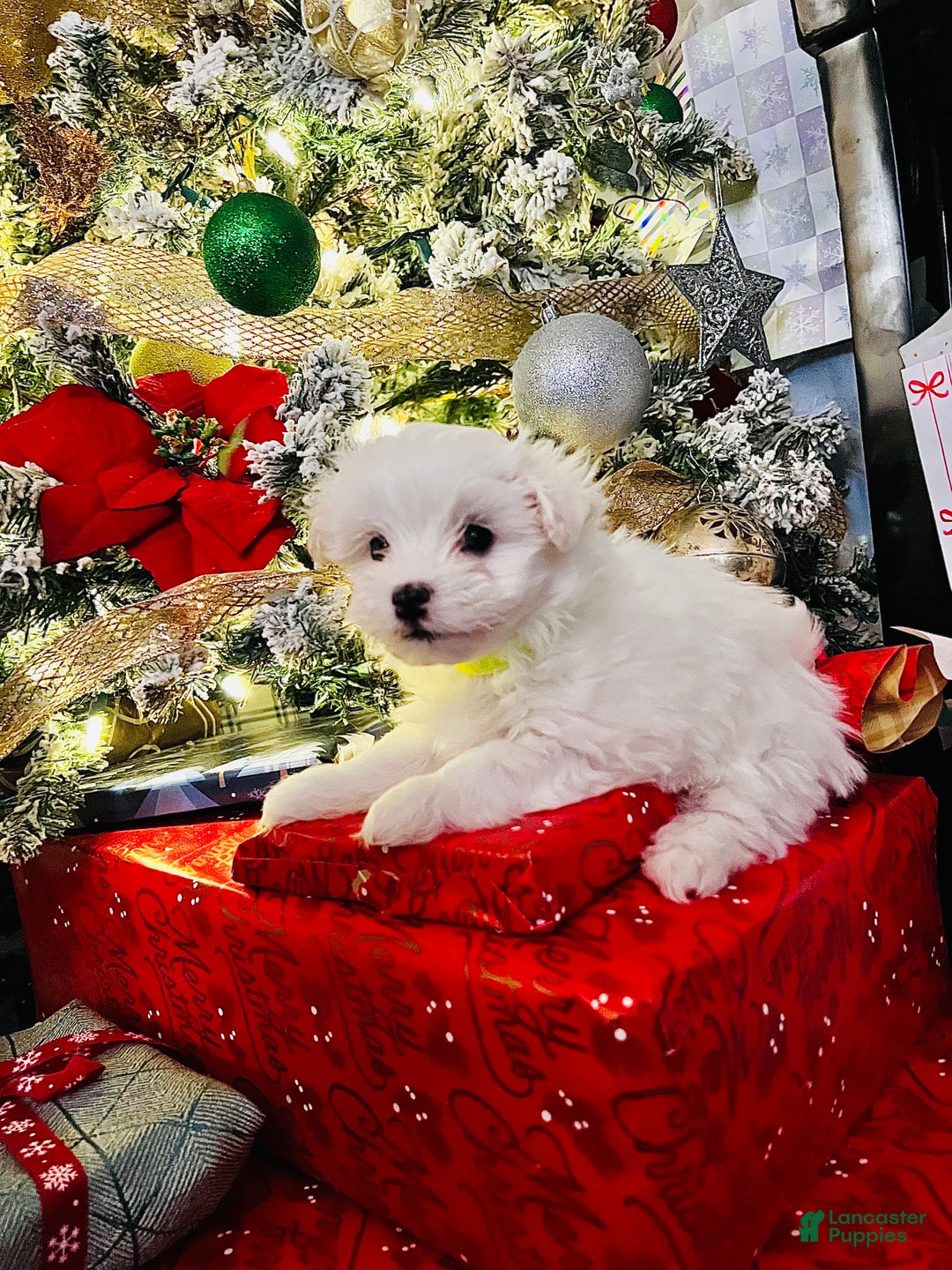 Maltese dogs for sale: Sugar - Ad 4