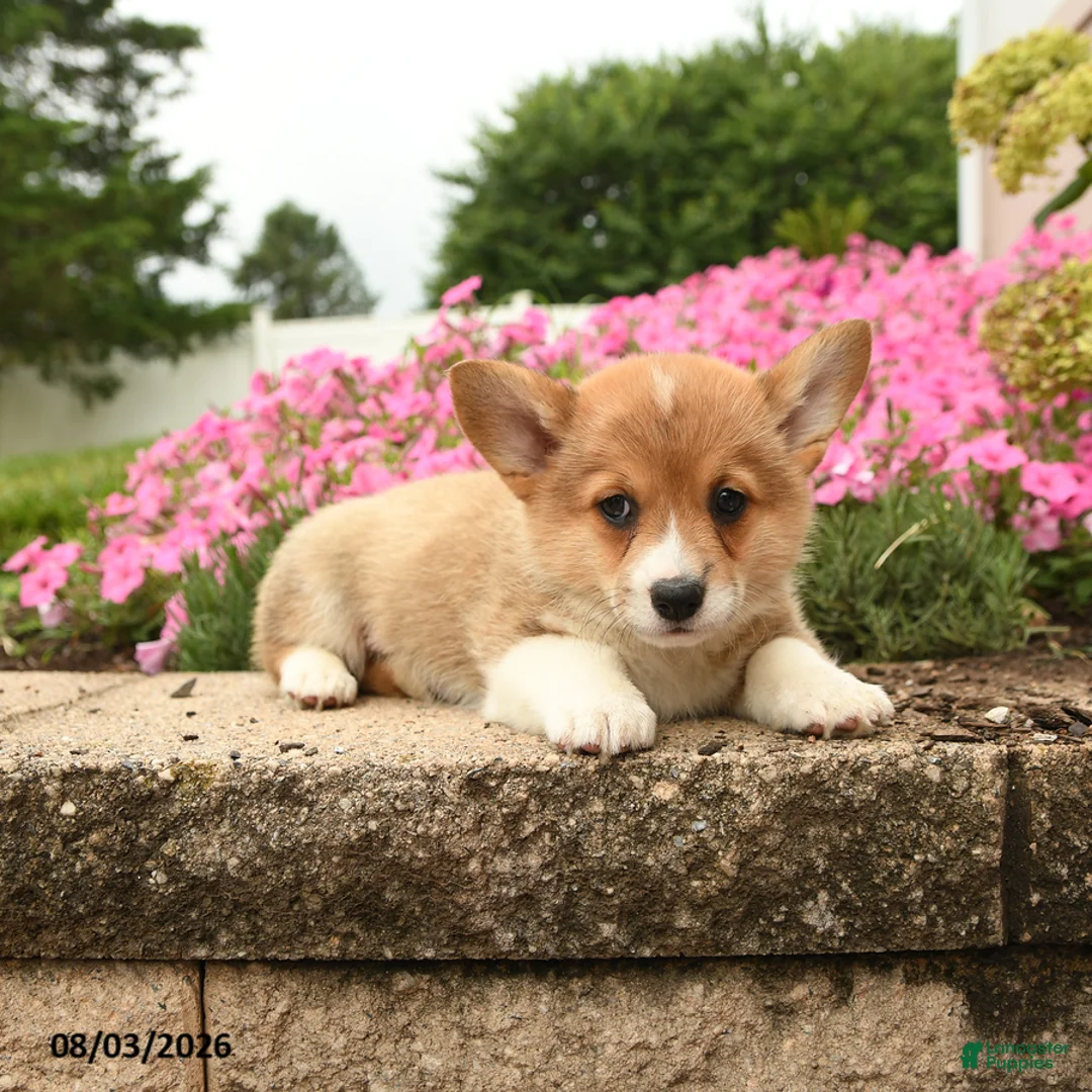 Welsh Corgi Pembroke dogs for sale: Tansy - Ad 3