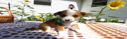 Jack Chi dogs for sale: Jack Chi 3 Charlie - Ad 2
