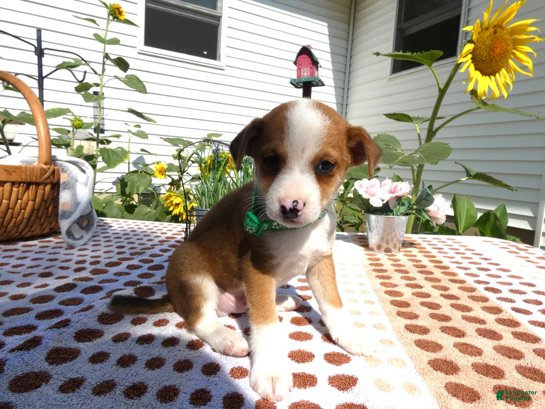 Jack Chi dogs for sale: Jack Chi 3 Charlie - Ad 2