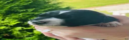 German Shorthaired Pointer dogs for sale: German Shorthaired Pointer (Male A) - Ad 3