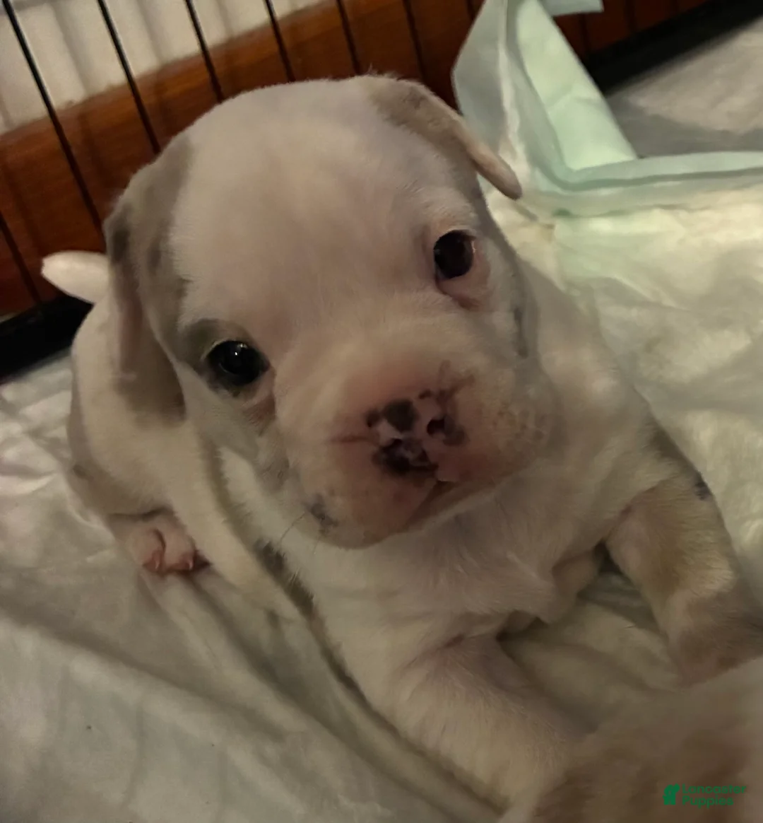 Mixed Breed dogs for sale: Ghost - Ad 1