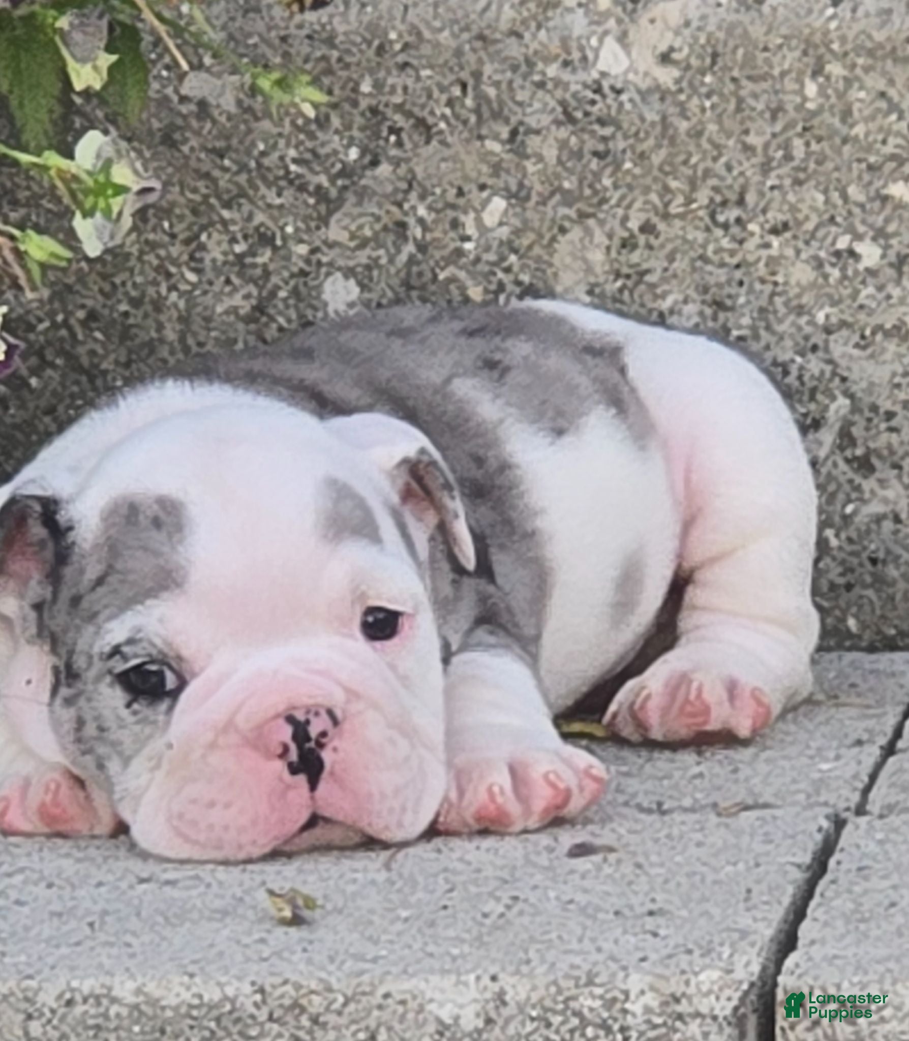 English Bulldog dogs Toby - Ad 2