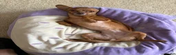 Chihuahua dogs for sale: Chihuahua 1 - Ad 4