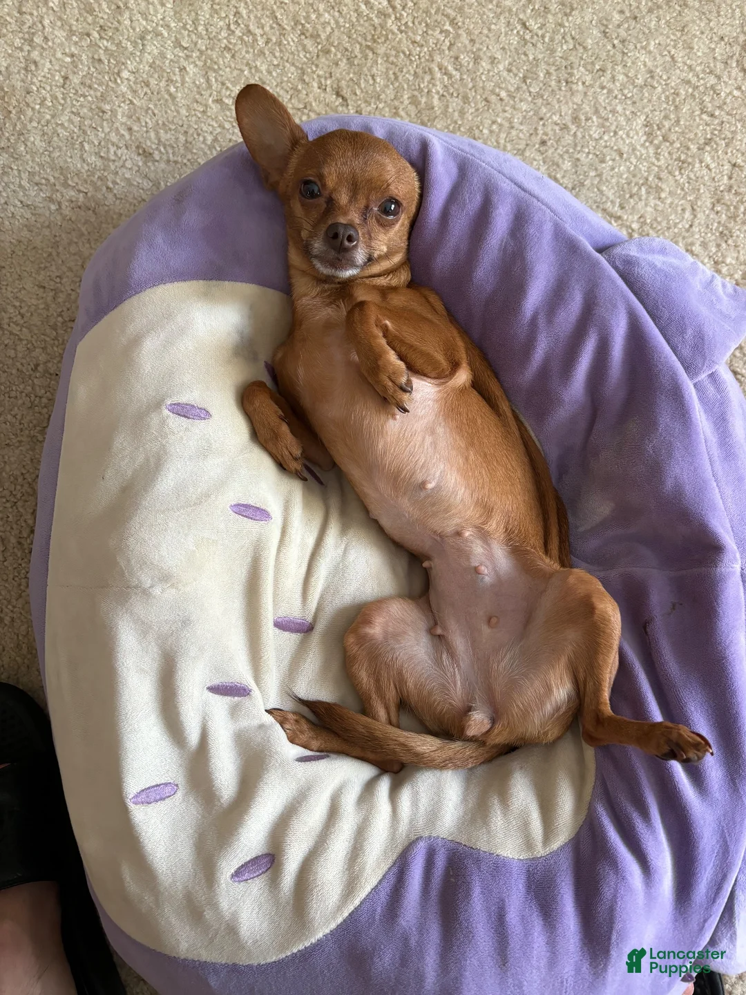 Chihuahua dogs for sale: Chihuahua 1 - Ad 4