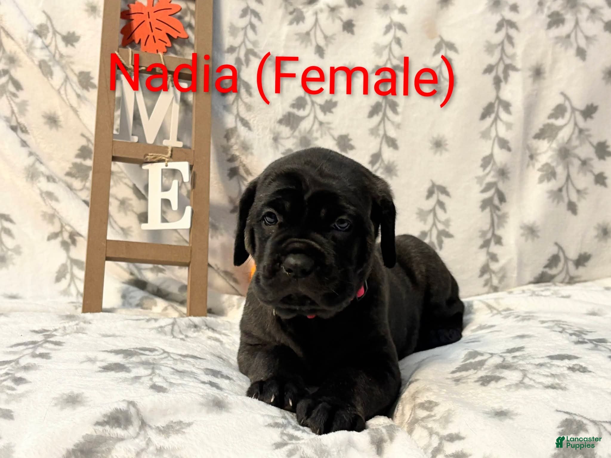 Cane Corso dogs Nadia - Ad 1