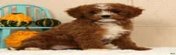 Cavapoo dogs for sale: Autumn - Ad 5