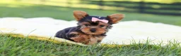 Yorkshire Terrier dogs for sale: Macy - Ad 3